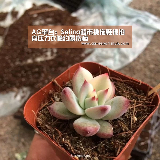 AG电竞